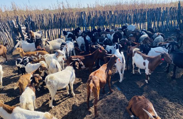 OTANAHA, 21 May 2026- The goats at John Walenga’s farm. The goats are fed with supplements grown at the farm.

(Photo: Max Henrich) NAMPA 