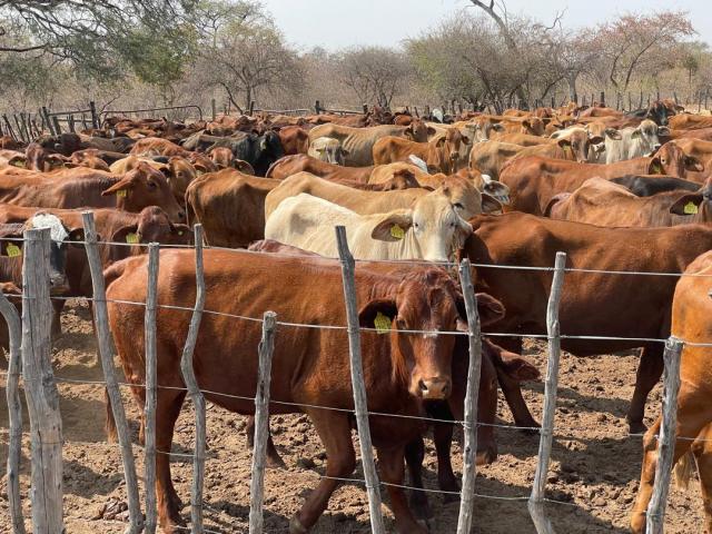 NKURENKURU, 12 June 2026- Cattle at Mangetti Cattle Ranch in Kavango West region.

(Photo: Lylie Joel)
NAMPA