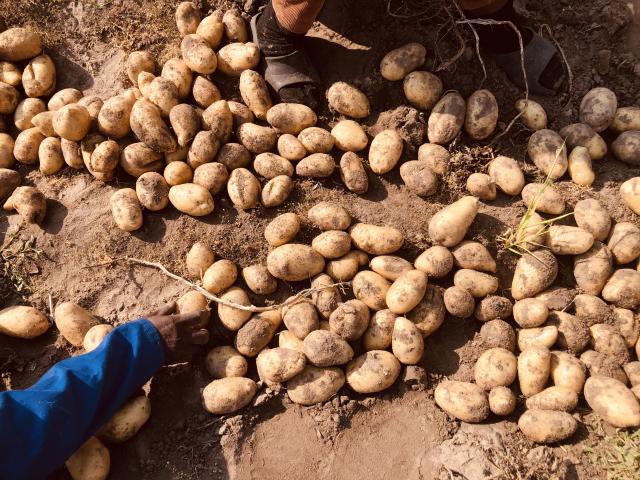 SIKONDO, 19 June 2026 - Halapembe Investments CC has recorded its first potato harvest at the Sikondo Green Scheme in Kavango West on Friday .

(Photo: Lylie Joel)
NAMPA