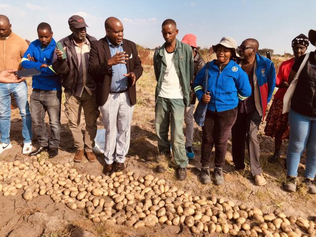 SIKONDO, 19 June 2026 - Halapembe Investments CC has recorded its first potato harvest at the Sikondo Green Scheme in Kavango West on Friday .

(Photo: Lylie Joel)
NAMPA
