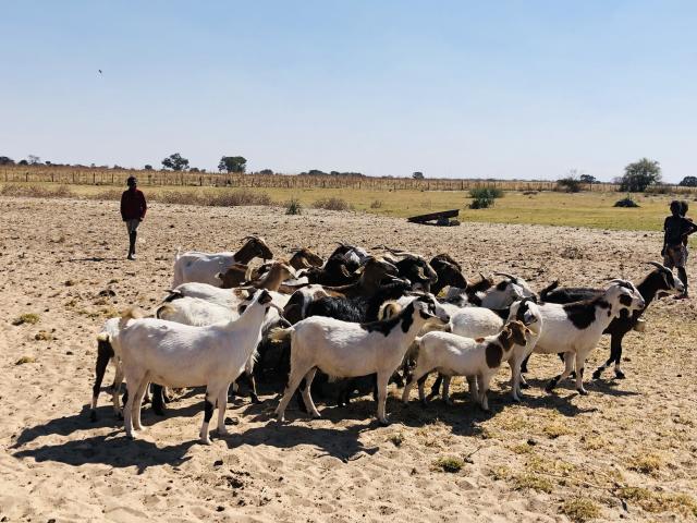 MPENZO, 17 July 2026-A goat rotation project in Mpezo village, Mankumpi Constituency, Kavango West Region.

(Photo:Lylie Joel)
NAMPA