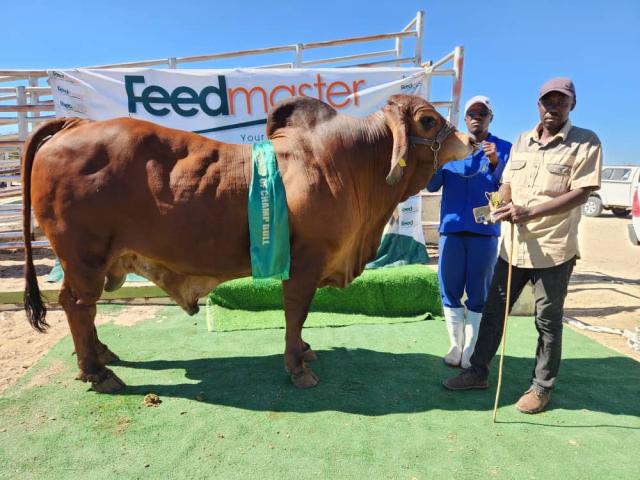OTJOMBINDE, 19 July 2026 - Kausana Katjirua's brahman bull crowned champions of the champions at Otjombinde Show (Photo: Contributed) NAMPA 