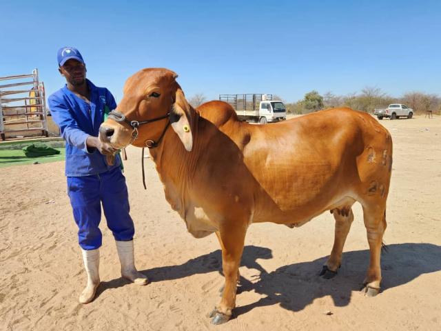 OTJOMBINDE, 19 July 2026 - Mutjimba Korupanda's brahman cow crowned champions of the champions at Otjombinde Show (Photo: Contributed) NAMPA 