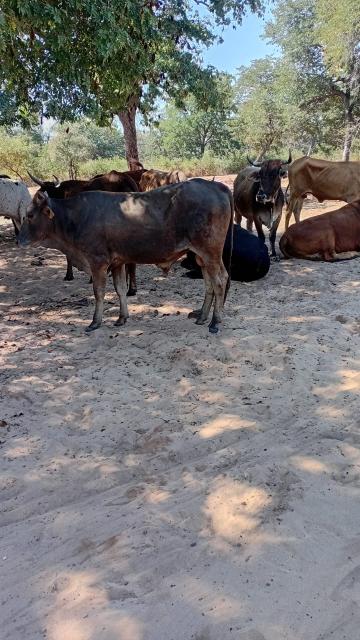 KONGOLA, 20 July 2026 - The Namibian Police Force (NamPol) in the Zambezi Region on Monday intercepted 17 suspected stolen cattle from Botswana in two separate incidents in the Kongola Constituency.

(Photo: Contributed)