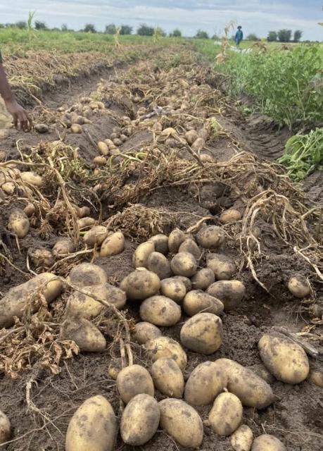 SIKONDO, 23 July 2026- The Sikondo Green Scheme in Kavango West is has started harvesting its winter potato crop.

(Photo: Contributed)
NAMPA