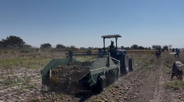 SIKONDO, 23 July 2026- The Sikondo Green Scheme in Kavango West is has started harvesting its winter potato crop.

(Photo: Contributed)
NAMPA