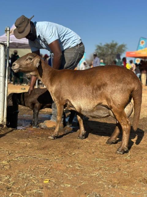 WINDHOEK, 03 June 2026 – The weekend-long Otjomuise Cultural Expo will host an agricultural show highlighting Namibia’s rich farming legacy, complete with a dedicated small livestock exhibit. (Photo: Contributed) NAMPA