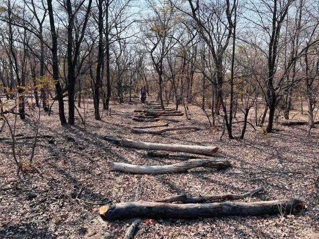 05 August 2026 – Removed fence posts are seen during an illegal fence removal operation on communal land. (Photo: Contributed)