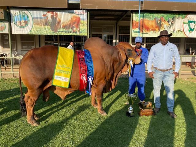 EPUKIRO, 20 August 2026 - This Okanene Brahman Stud bull named, Pule, has now retired from competition. (Photo: Contributed) NAMPA 
