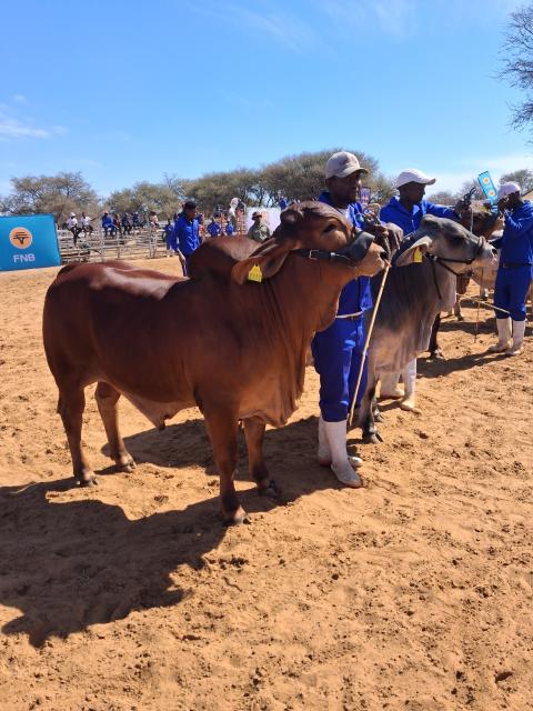 EPUKIRO, 22 August 2026 -  Bulls on display during the Epukiro Business and Agricultural Expo themed 'Nurturing Entrepreneurship from the Roots of Agriculture - With the Youth Spearheading the Future' held at Omaueuozonjanda settlement in the Omaheke Region. (Photo: Zebaldt Ngaruka) NAMPA 