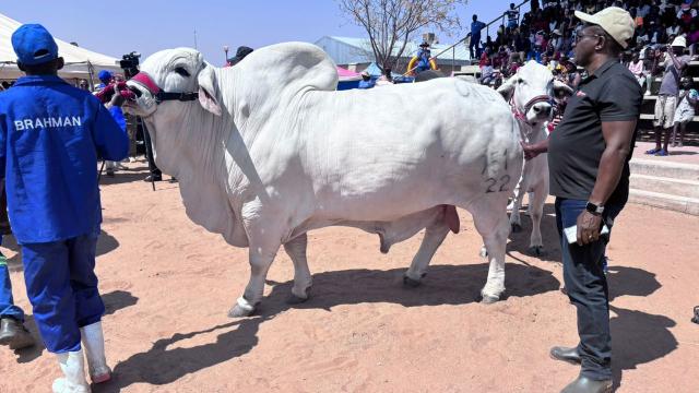 OKAKARARA, 03 September 2026 - The livestock parade section of the 18th edition of the Okakarara Annual Trade Fair which started Monday morning at the town and where business activities of the local exhibitors, corporates and government ministries are still going strong. 
(Photo by: Mulisa Simiyasa) NAMPA