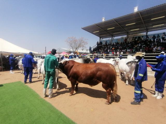 OKAKARARA, 03 September 2026 - The livestock parade section of the 18th edition of the Okakarara Annual Trade Fair which started Monday morning at the town and where business activities of the local exhibitors, corporates and government ministries are still going strong. 
(Photo by: Mulisa Simiyasa) NAMPA