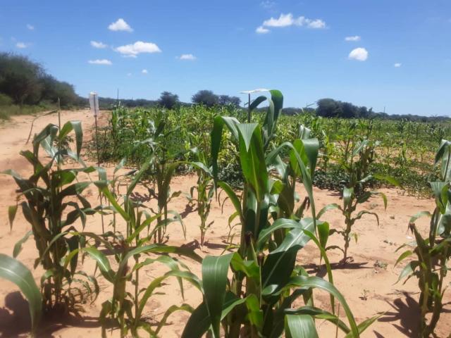 EPUKIRO - Government allocated N$40 million for procurement of grain. (Photo: Contributed) 