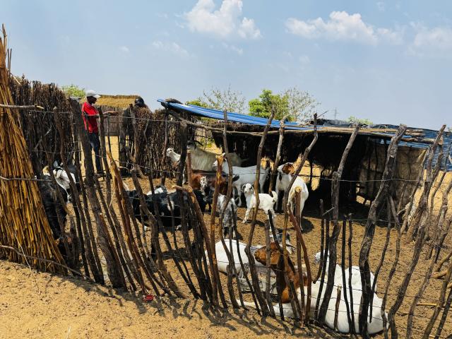 MURURANI, 01 October 2026- A 22-year-old , Piet Gaeseb , a farmer at Kap en Bou location in Mururani village, Mankumpi Constituency, runs the Ncamane goat project.

(Photo: Lylie Joel)
NAMPA
