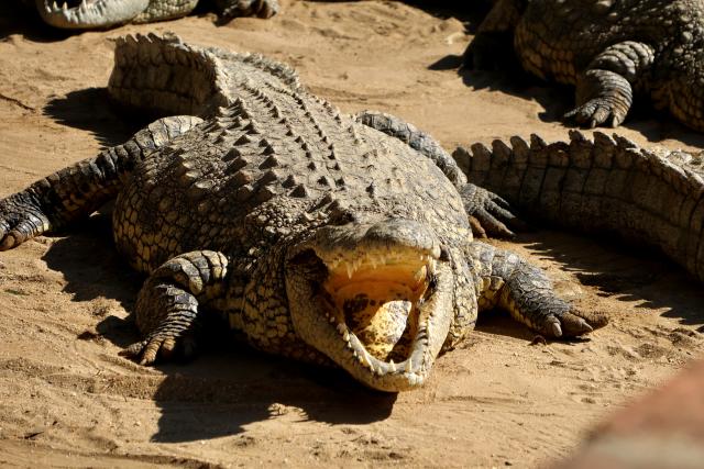 WINDHOEK, 13 October 2026- A crocodile. (Photo by Eba Kandovazu). NAMPA