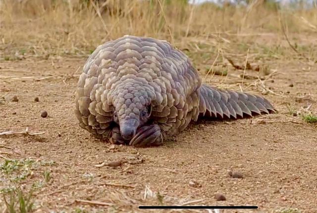 WATERBERG, 18 October 2026– A juvenile female pangolin is undergoing specialized rehabilitation at the Waterberg Landscape following a weekend wildlife crime operation in the Otjozondjupa Region.

(Photo: Contributed)