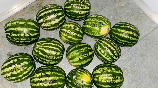 KATIMA MULILO, 23 October 2026 – The Zambezi Vocational Training Centre (ZVTC) has marked a significant milestone in its vocational agriculture drive, with students and staff on Friday showcasing their latest harvest of watermelons and eggs.

(Photo: Contributed)
