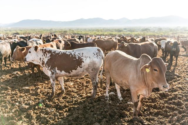 WINDHOEK, 23 October 2026 - The Meat Corporation of Namibia (Meatco) will slaughter cattle from its own feedlots on 27 and 28 October, with all beef going to the domestic market.

The two-day operation will be conducted in accordance with Standard Operating Procedure Circular v8 of 2026 issued by the Directorate of Veterinary Services (DVS), the Competent Authority, Deputy Board Chairperson Stephanie de Klerk said in a media statement on Friday. 

(Photo contributed) NAMPA 
