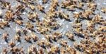 KEETMANSHOOP, 27 October 2011 - Locusts.(Photo by The Namibian Newspaper)NAMPA