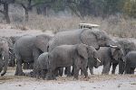KATIMA MULILO, 05 AUGUST 2013 - A herd of elephants spotted in the Bwabwata National Park. (photo by: Pearl Coetzee) NAMPA 
