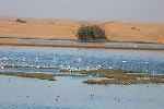 WALVIS BAY, 25 APRIL 2014 - The Walvis Bay Birds’ Paradise forms an important wetland supporting about 2,000 birds at any given time. This freshwater wetland is located on the eastern periphery of the town between the road to Swakopmund and the Walvisbay airport. The area borders the municipal sewage works that pumps semi-purified wastewater into the wetland. The wetland also ties in with the larger Ramsar site, the Walvis Bay Lagoon and Sandwich Harbour. (photo by: Pearl Coetzee) NAMPA 