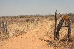 TSUMKWE, 29 July 2014 – The gate of a homestead set up on an illegally fenced-off piece of land at Janju in the Omatako area. All fences illegally- erected in Tsumkwe West will be removed by February next year, Otjozondjupa Communal Land Board chairperson Jeaneth Kuhanga said on Tuesday. (Photo by: Mulisa Simiyasa) NAMPA 