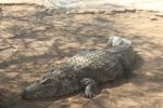 OTJIWARONGO, 28 October 2015 – A female crocodile estimated to be 35 years old at the Otjiwarongo crocodile farm. (Photo by: Mulisa Simiyasa) NAMPA 