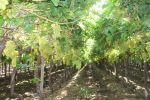 KOMSBERG, 22 JANUARY 2015 – Grapes at Komsberg Farming in the //Kharas Region. (Photo by: Patience Smith) NAMPA
