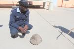 OTAVI, 21 July 2016 - Namibian Police Force Otavi Station Commander, Inspector Petrous Shoppe squatting next to the pangolin recovered by police from a farmworker who was in possession of the endangered species without a permit and with intentions to sell it on the black market. (Photo by: Mulisa Simiyasa) NAMPA 