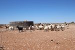 AROAB, 28 September 2016 – Goats pictured on the Aroab townlands. Some 25 farmers of the Aroab townlands have decried the treatment they received from the Aroab Village Council and the Namibian Government over the last 26 years. (Photo by: Patience Smith) NAMPA