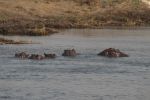 CHICHIMANI, 12 September 2017 - Hippos in one of the channels of the Chobe River in the Bamunu Conservancy in the Zambezi Region. (Photo by: Mulisa Simiyasa) NAMPA