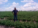 SIKONDO, 06 November 2018 - Assistant Farm Manager at Agribusdev Sikondo Green Scheme Project, Maxwell Nghidinwa stands in a field of potato plants. (Photo by: Petrus Muronga) NAMPA