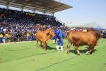 OKAKARARA, 06 September 2019 - Livestock farmers parade some of their large stock taking part in the 2019 Okakarara Annual Trade Fair at the official opening event on Friday at Okakarara. (Photo by: Mulisa Simiyasa) NAMPA 