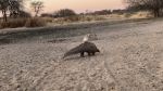 KHORIXAS, 5 JUL (NAMPA)-  On July 29 the pangolin was released by the Blue Rhino Task Team
members in the presence of a scientific researcher in cooperation with the Ministry of Environment, Forestry and Tourism as well as the Namibian Police. (Photo contributed)