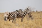WINDHOEK, 12 November 2020 - Zebras spotted in the Etosha National Park. (Photo by: Linea Dishena) NAMPA
