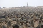 CAPE CROSS, 27 APRIL 2023 - The are currently over two million seals at the Cape Cross Seal Reserve Centre in the Skeleton Coast National Park. (Photo by: Isabel Bento) NAMPA