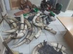 KATIMA MULILO, 27 November 2023 - Three people appeared in the Katima Mulilo Magistrate’s Court for allegedly being found in possession of controlled wildlife products. The accused were arrested and charged with being found in possession of a total of 39 elephant tusks. (Photo: Contributed)