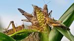 Locusts on the rampage