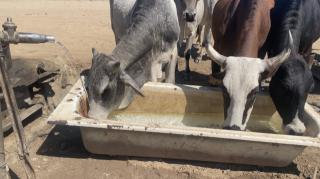 WINDHOEK, 24 August 2024 - Okandjira village in the Otjozondjupa Region is facing a severe water crisis due to drought. (Photo by: Sylvia Hashondali) NAMPA