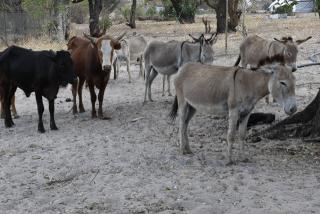 KATIMA MULILO, 26 October 2024 - The handed over livestock that includes nine donkeys and three cattle. (Contributed). 