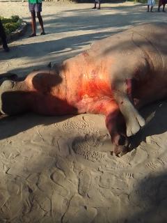 KATIMA MULILO, 01 November 2024 – A hippo bull that was put down by officials from the Environment, Forestry and Tourism Ministry in the Musanga area on the outskirts of Katima Mulilo. (Contributed)