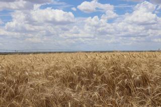 RUNDU, 14 November 2024 - Wheat planted at Sikondo Green Scheme in the Kavango West Region. (Photo by: Sawi Hausiku) NAMPA 
