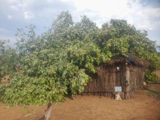 NKURENKURU, 28 November 2024 - Eight homesteads were destroyed in a storm at Katwitwi village in the Kavango West Region on Wednesday. (Photo by: Lylie Joel) NAMPA