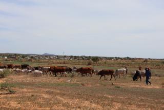 OTJIWARONGO, 18 January 2025 - A meeting on illegal farming and grazing of livestock on municipality land took place at Otjiwarongo on Saturday. (Photo by: Mulisa Simiyasa) NAMPA