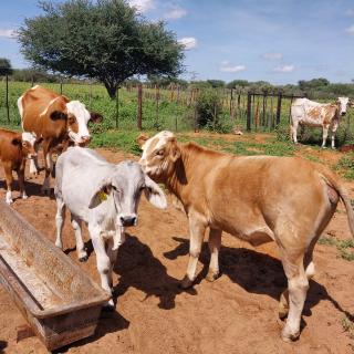 OZOMBOUVAPA, 12 March 2025 - The availability of farming land is a concern in communal areas. (Photo by: Zebaldt Ngaruka) NAMPA 