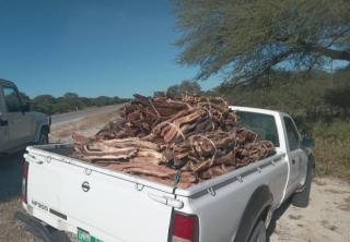 OMUTHIYA, 16 May 2025 - The Omuthiya Town Council and officials from the Ministry of Environment, Forestry and Tourism, through the Directorate of Forestry at Onankali, confiscated illegally harvested firewood. (Photo: Contributed)