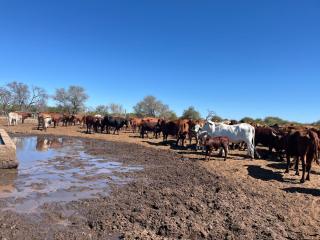 NKURENKURU,22 May 2025 - No cattle were lost at the Kavango Cattle Ranch over the past 12 months due to illness, Namibia Industrial Development Agency (NIDA) CEO, Richwell Lukonga, has said. (Photo by: Lylie Joel) NAMPA