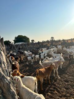 OMAKANGE, 20 November2024 - Farmers in the Kunene region are participating in a workshop aimed at equipping them with strategies to prepare for dry seasons, especially following the heavy rainfall experienced across the country this year. (Photo: Contributed)