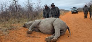 WINDHOEK, 17 June 2025 - Environment, Forestry and Tourism Minister Indileni Daniel (L) with the Executive Director Sikongo Haihambo (R) pictured next to a rhino during the dehorning exercise at the Waterberg Plateau National Park. (Photo: Contributed)