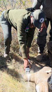 WINDHOEK, 17 June 2025 - The Minister of Environment, Forestry and Tourism, Indileni Daniel was involved in a dehorning exercise at the Waterberg Plateau Park. (Photo: Contributed)